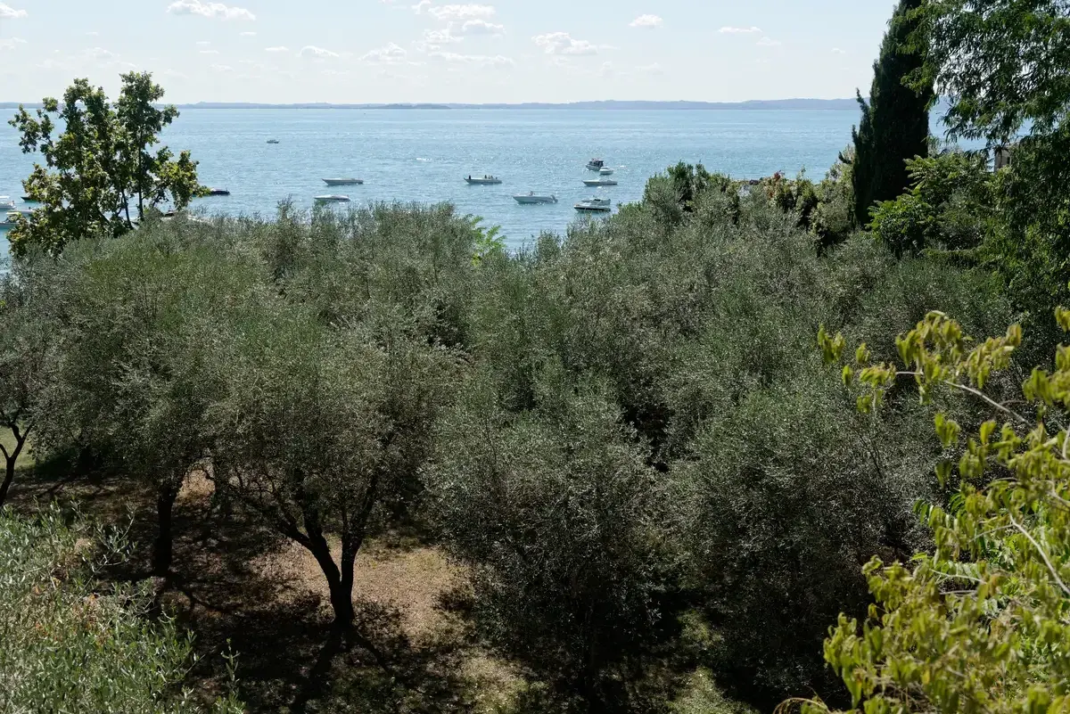 Olive trees above the water at Punta San Vigilio on Lake Garda, Italy, in early September