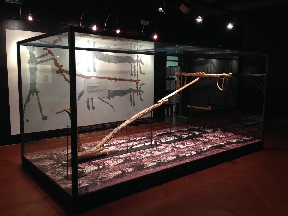 The Bronze Age oak plough from the Lavagnone pile dwelling in its case at the Museo Rambotti, Desenzano del Garda, Italy