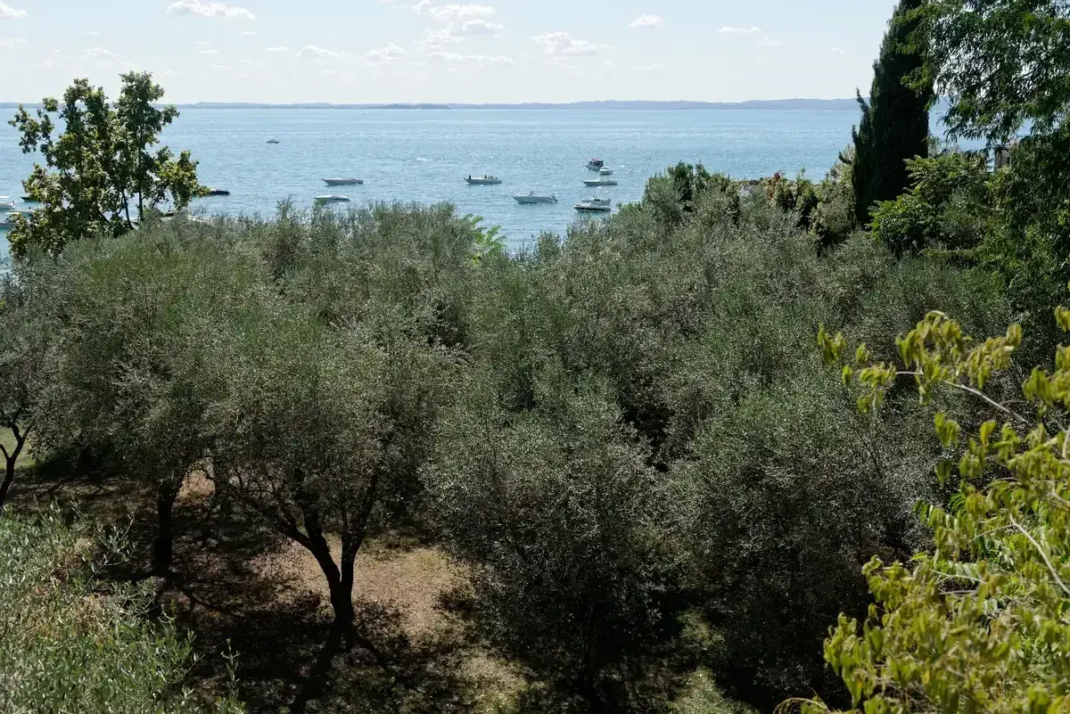 The olive grove of the Locanda San Vigilio above the water at Punta San Vigilio, Lake Garda food and Garda DOP oil, Italy