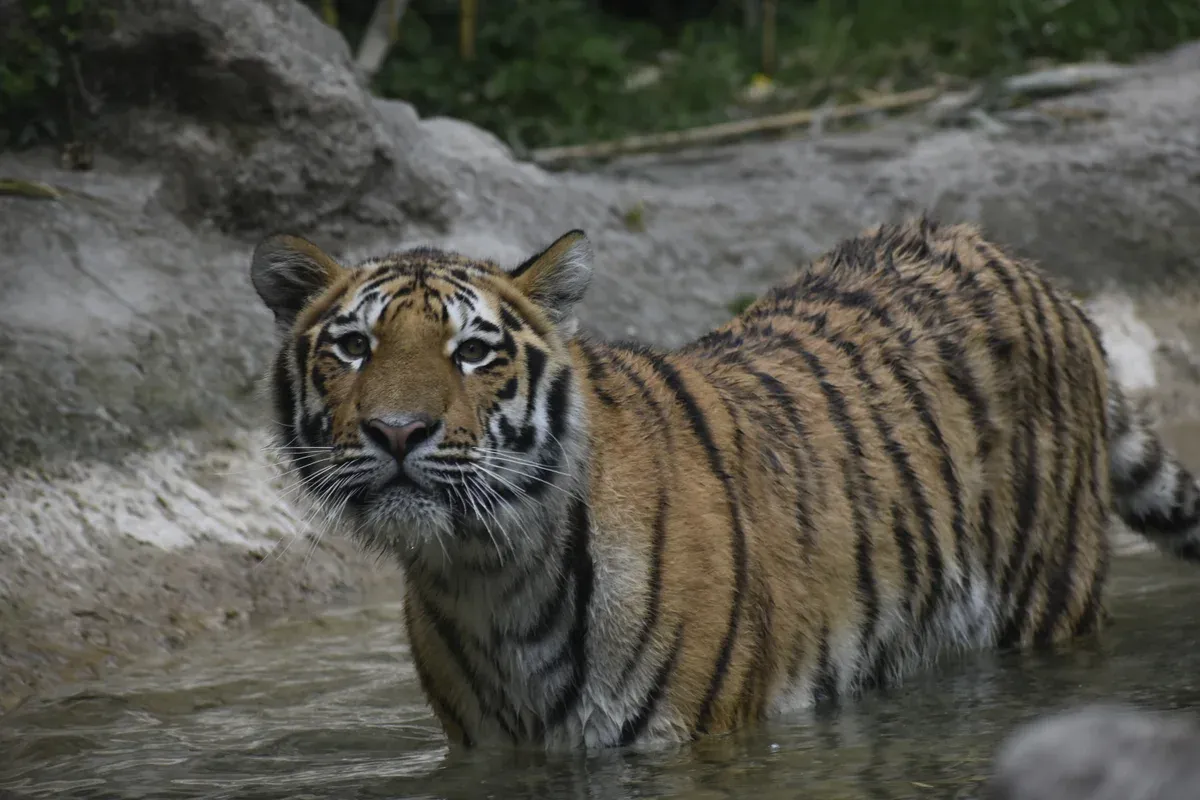 A Siberian tiger at Parco Natura Viva near Lake Garda, Italy
