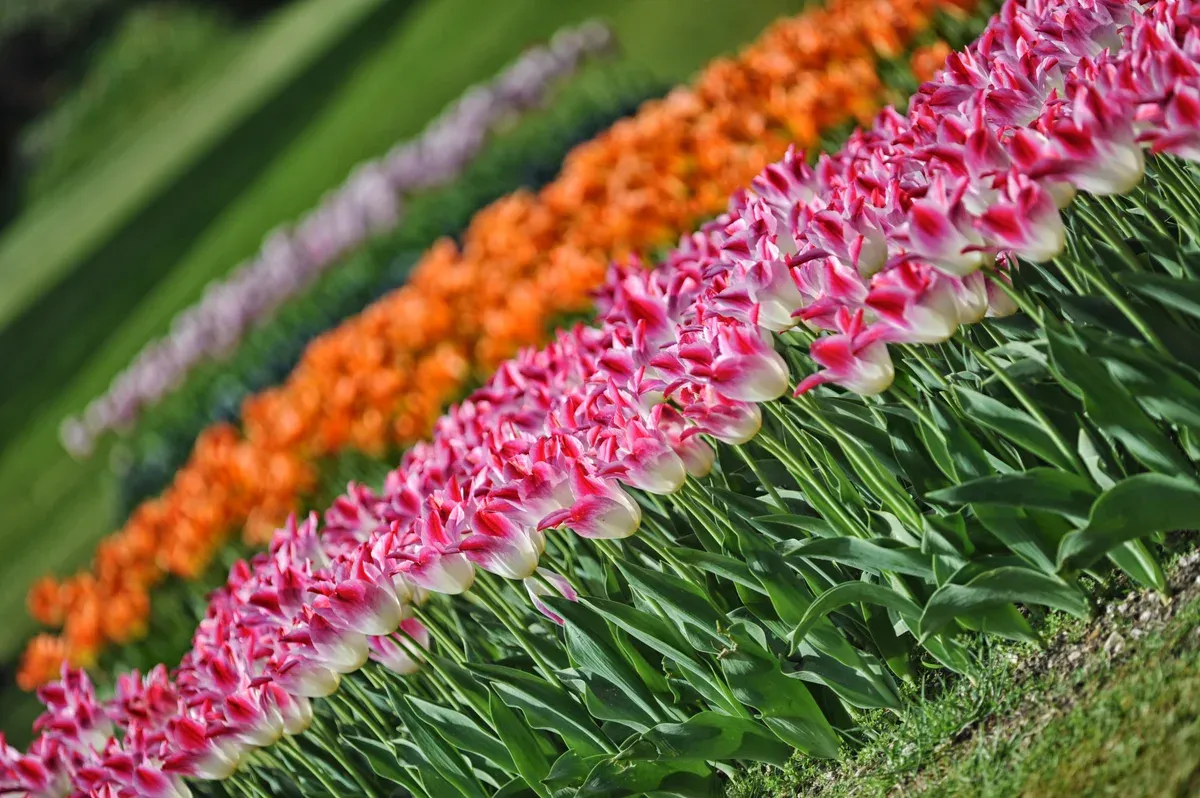 Rows of tulips during Tulipanomania at Parco Giardino Sigurtà near Lake Garda, Italy
